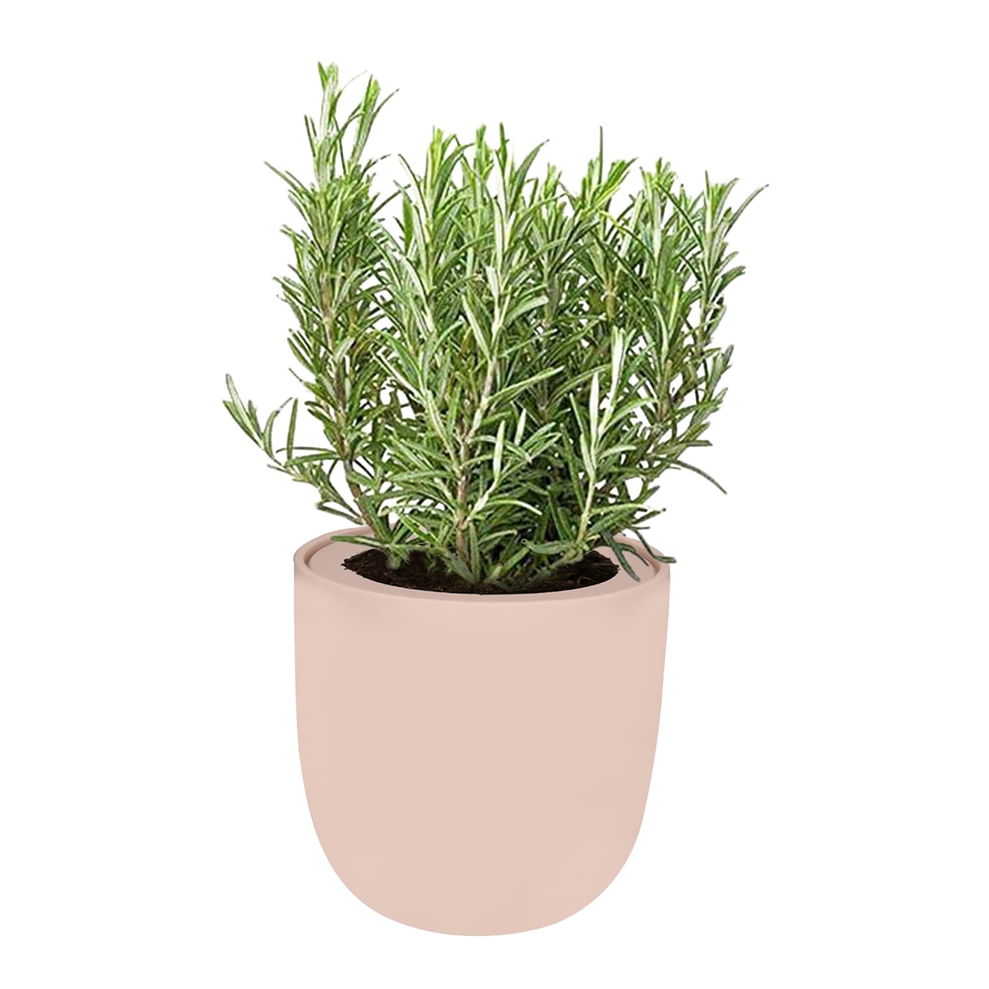 Rosemary Pink Ceramic Pot Hydroponic Growing Kit with Seeds