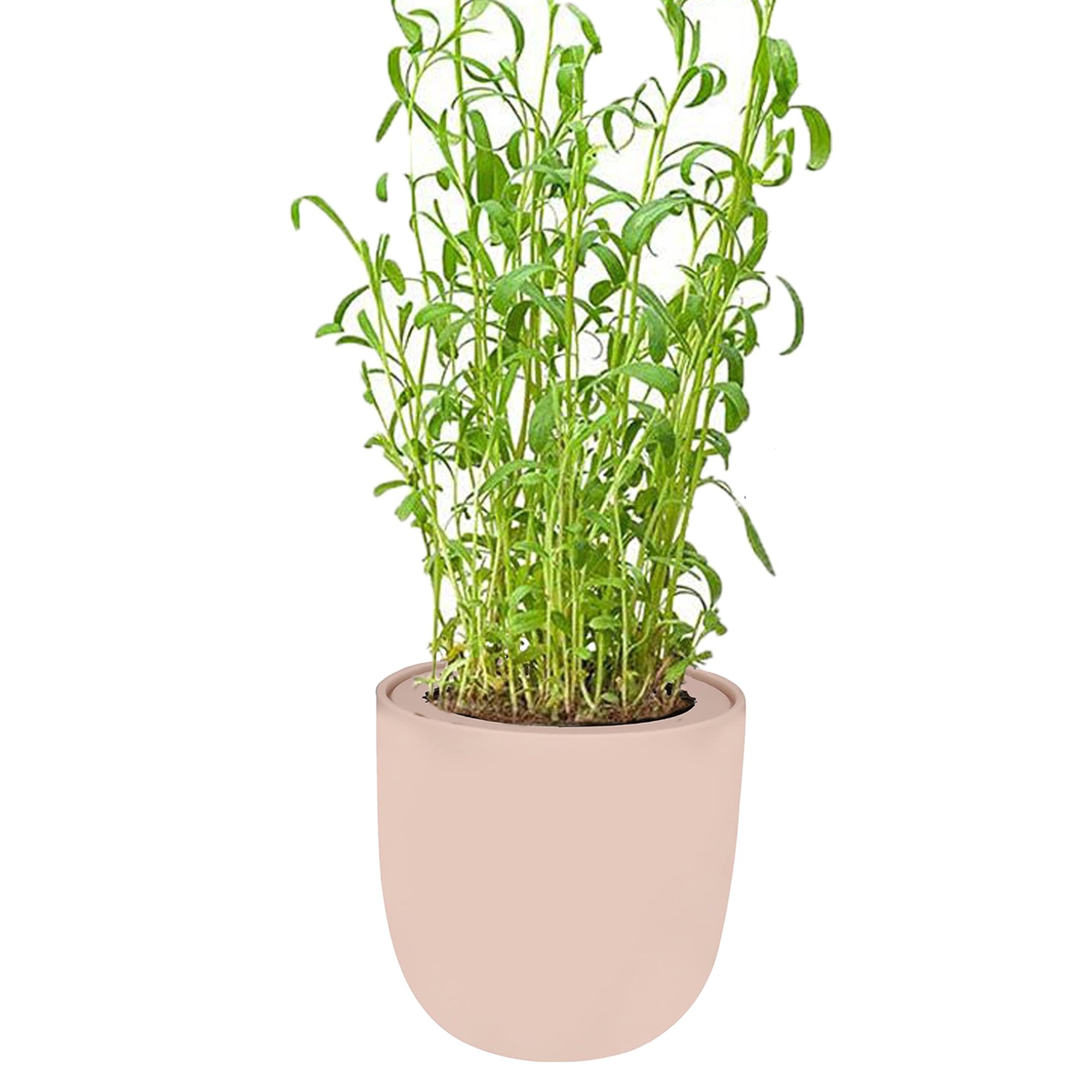 Tarragon Pink Ceramic Pot Hydroponic Growing Kit with Seeds