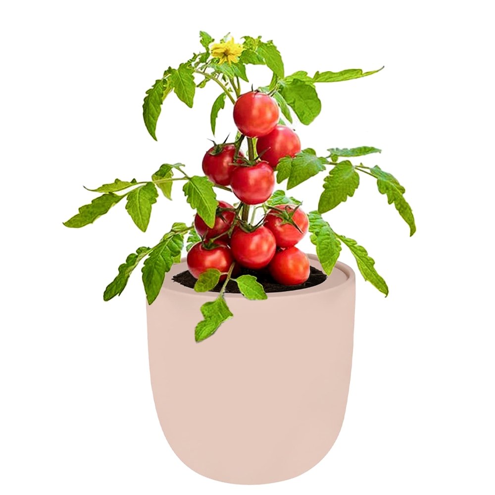 Tomato - Red Robin Pink Ceramic Pot Hydroponic Growing Kit with Seeds