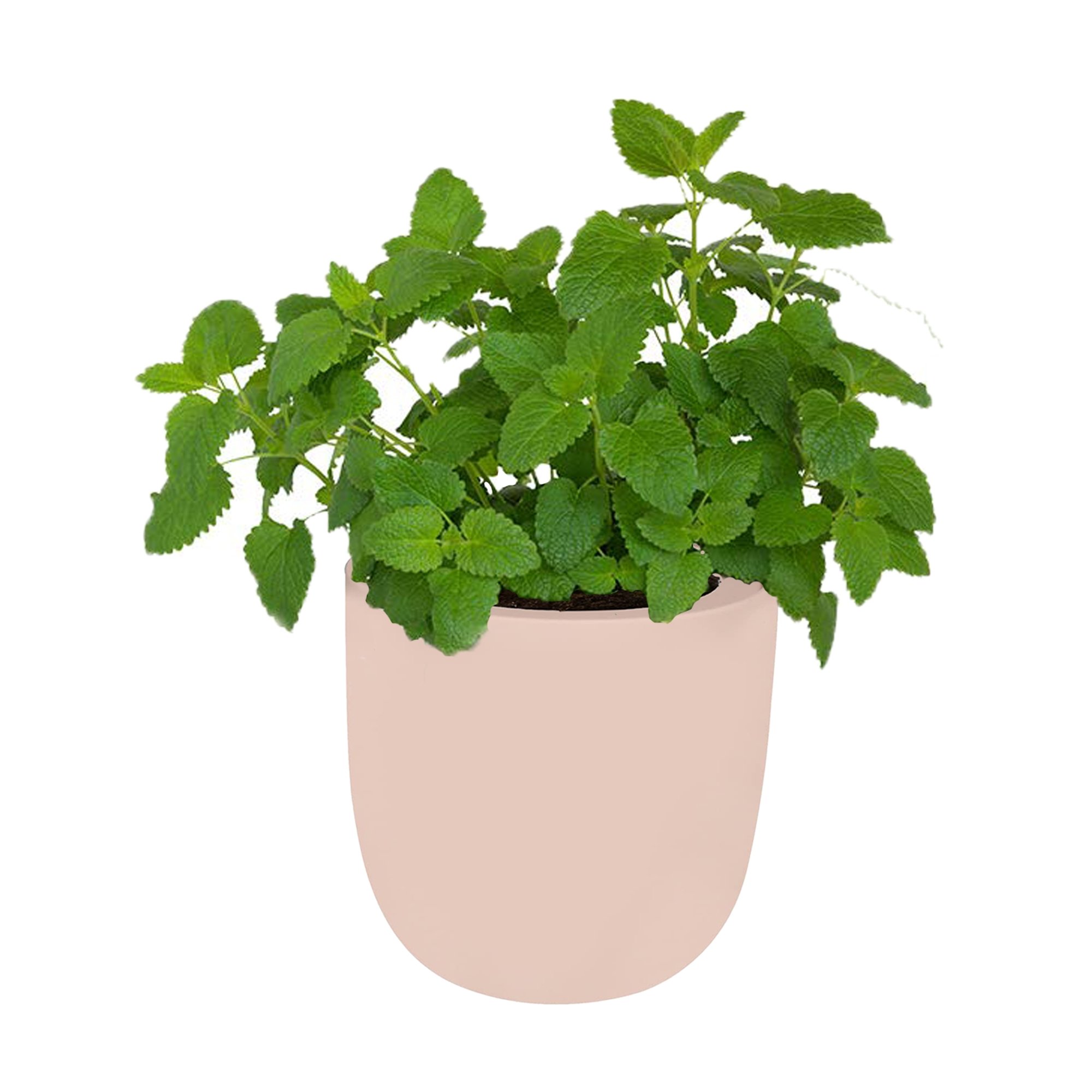 Lemon Balm Pink Ceramic Pot Hydroponic Growing Kit with Seeds