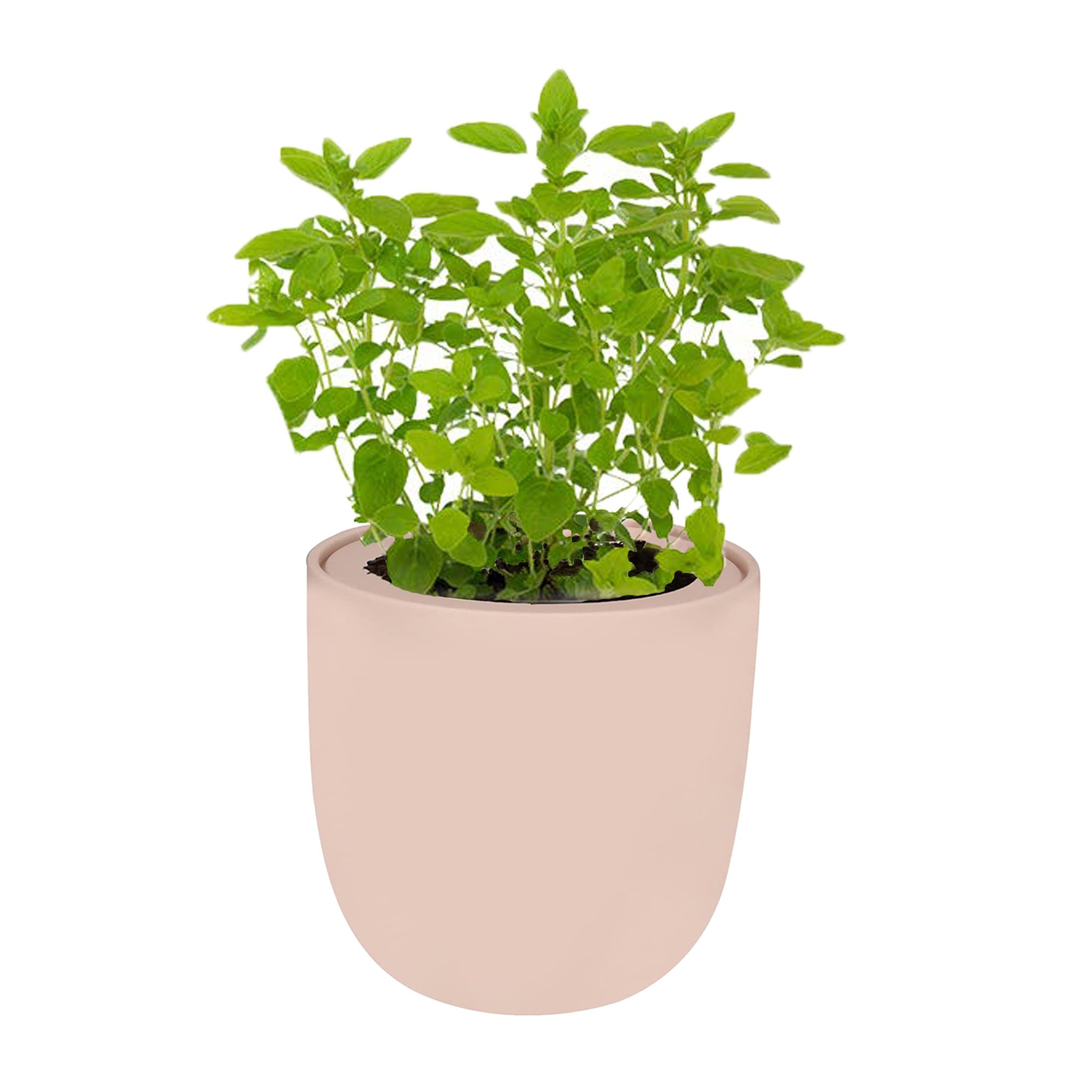 Marjoram Pink Ceramic Pot Hydroponic Growing Kit with Seeds