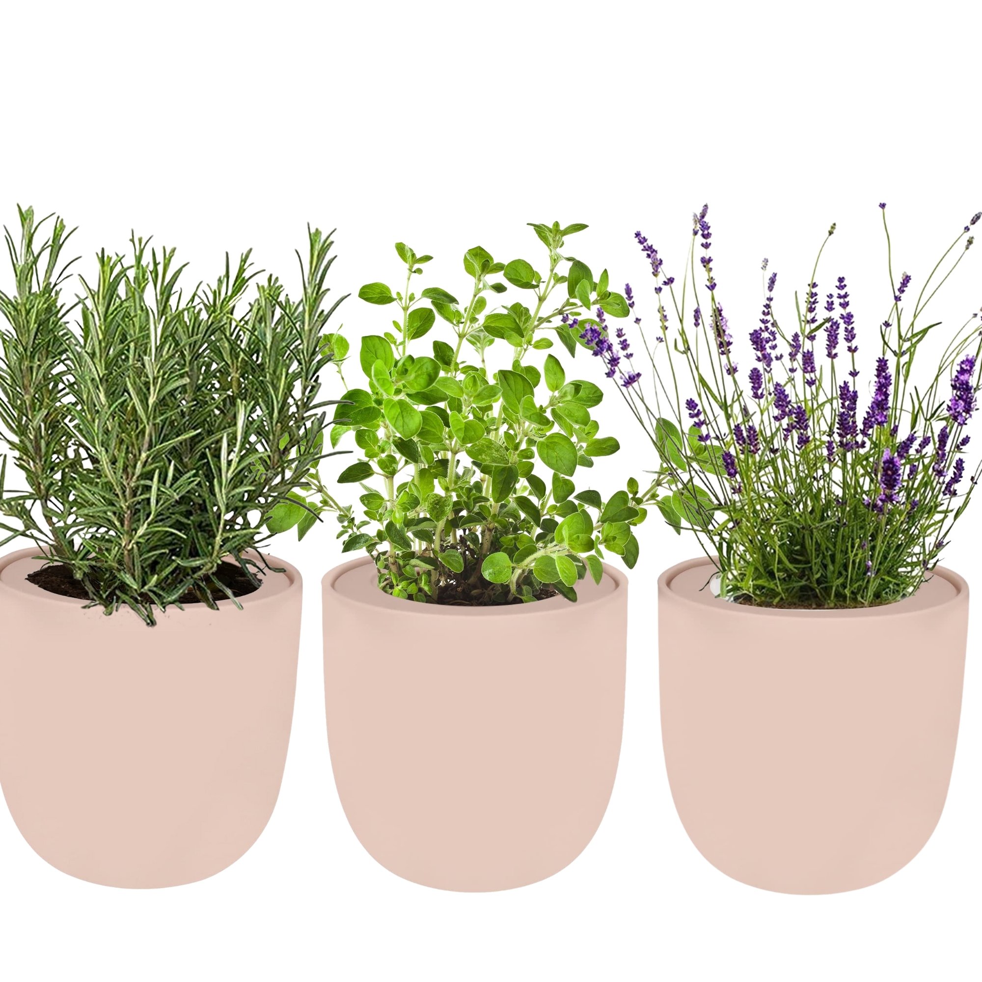 Herb Trio in Pink Planters (Rosemary, Lavender & Oregano)