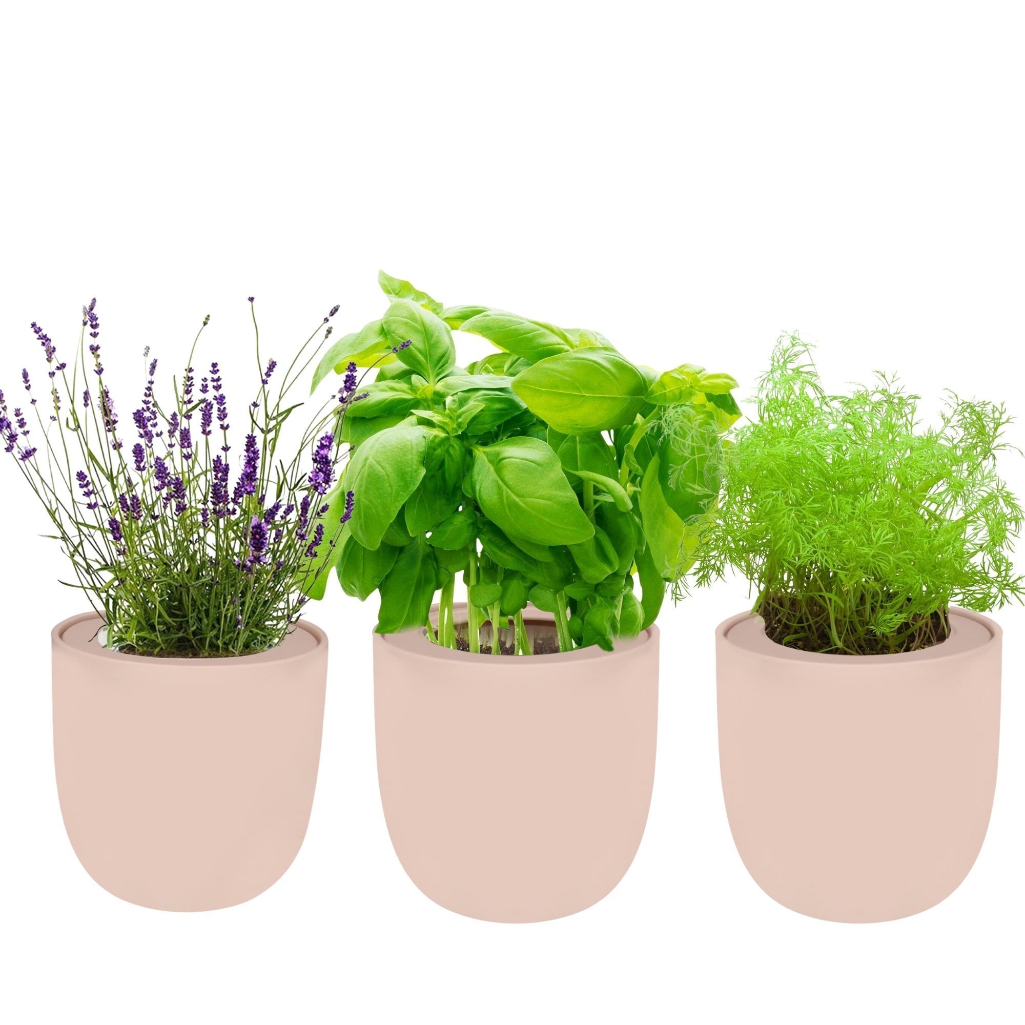 Hydroponic Herb Growing Trio Sets with Pink Ceramic Pot and Seeds (Basil, Dill, Lavender)