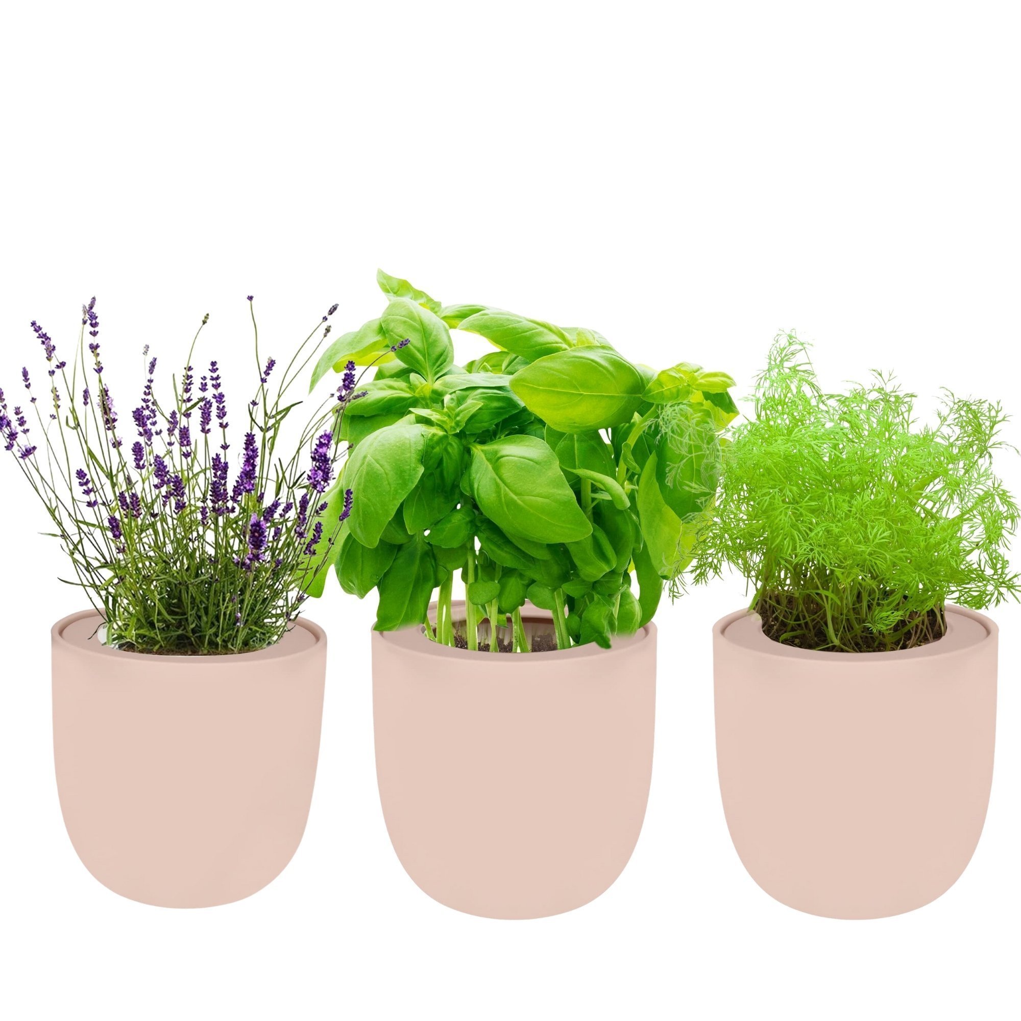 Herb Trio in Pink Ceramic Planters (Basil, Dili & Lavender)