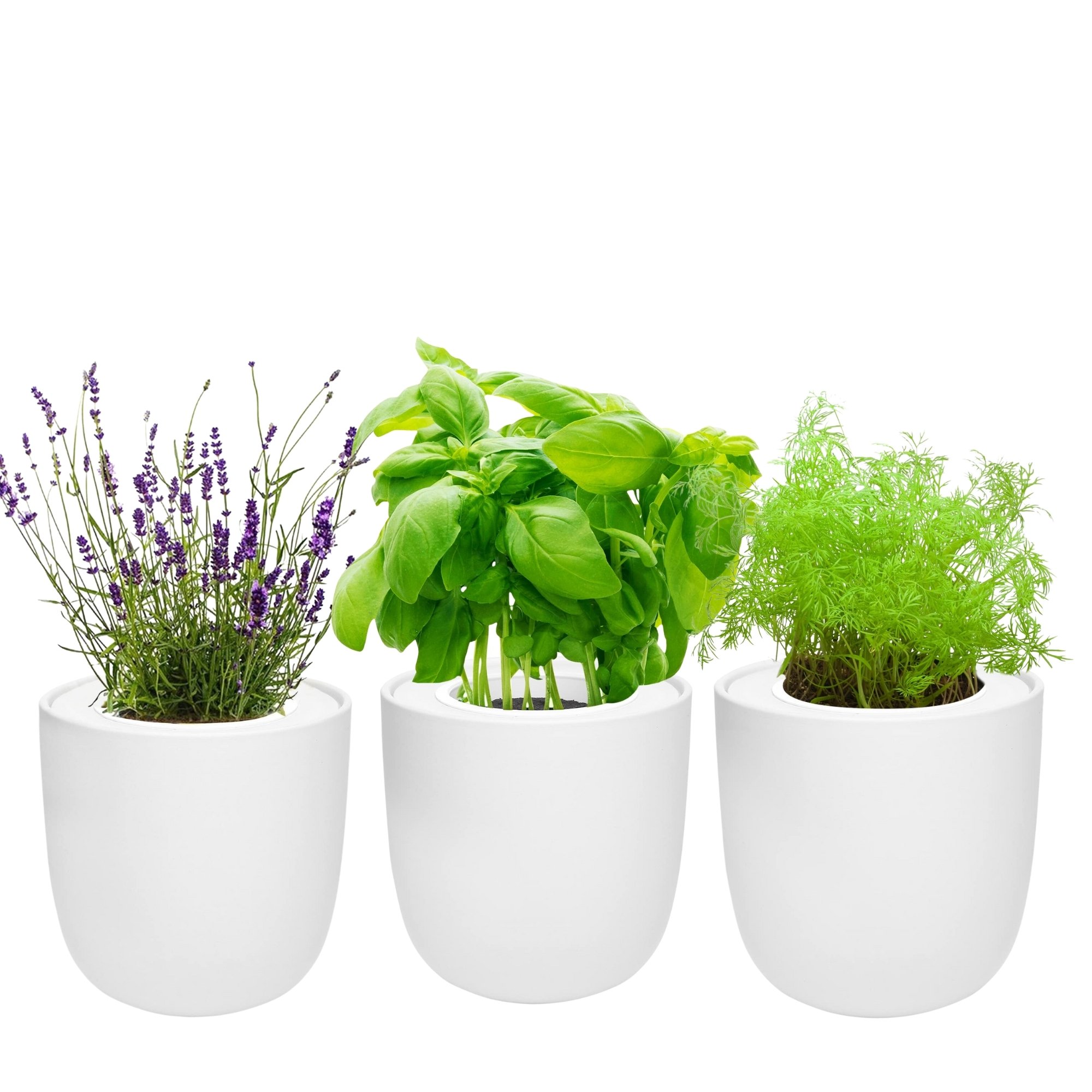 Hydroponic Herb Growing Trio Sets with White Ceramic Pot and Seeds (Basil, Dill, Lavender)