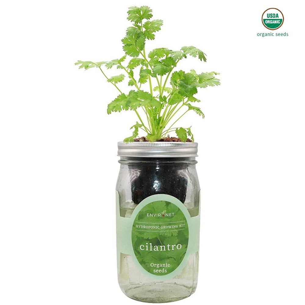 Cilantro Mason Jar Hydroponic Herb Kit with Organic Seeds