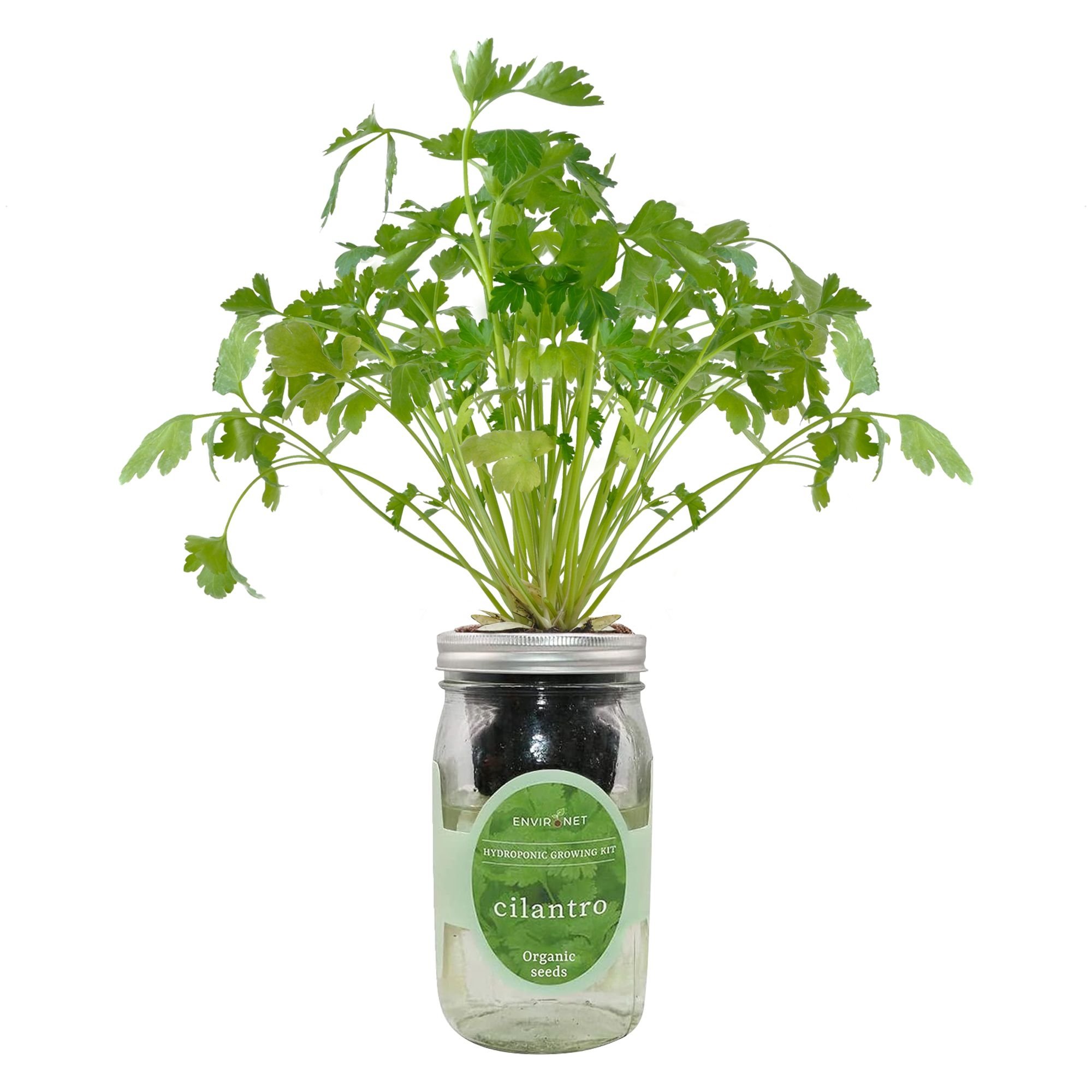 Cilantro Mason Jar Hydroponic Herb Kit with Organic Seeds