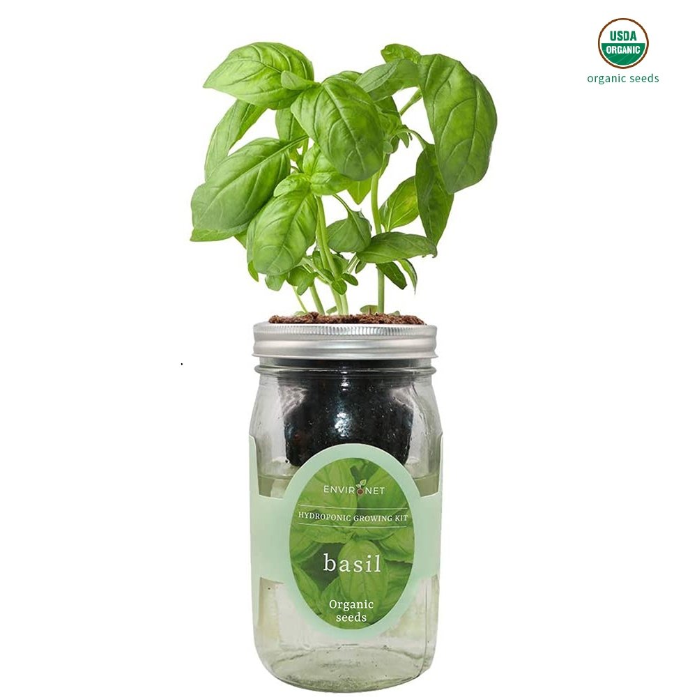 Basil Mason Jar Hydroponic Herb Kit with Organic Seeds