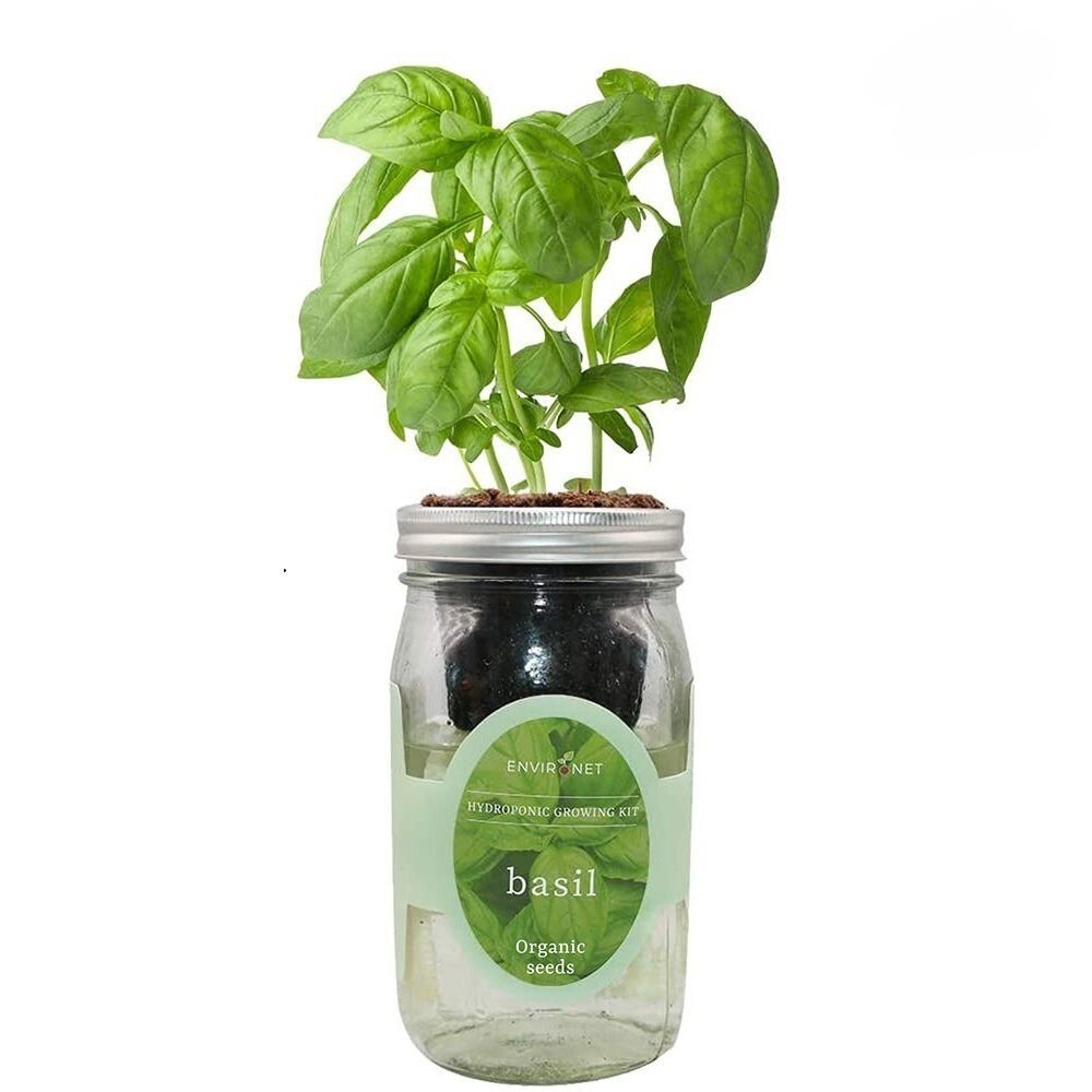 Basil Mason Jar Hydroponic Herb Kit with Organic Seeds