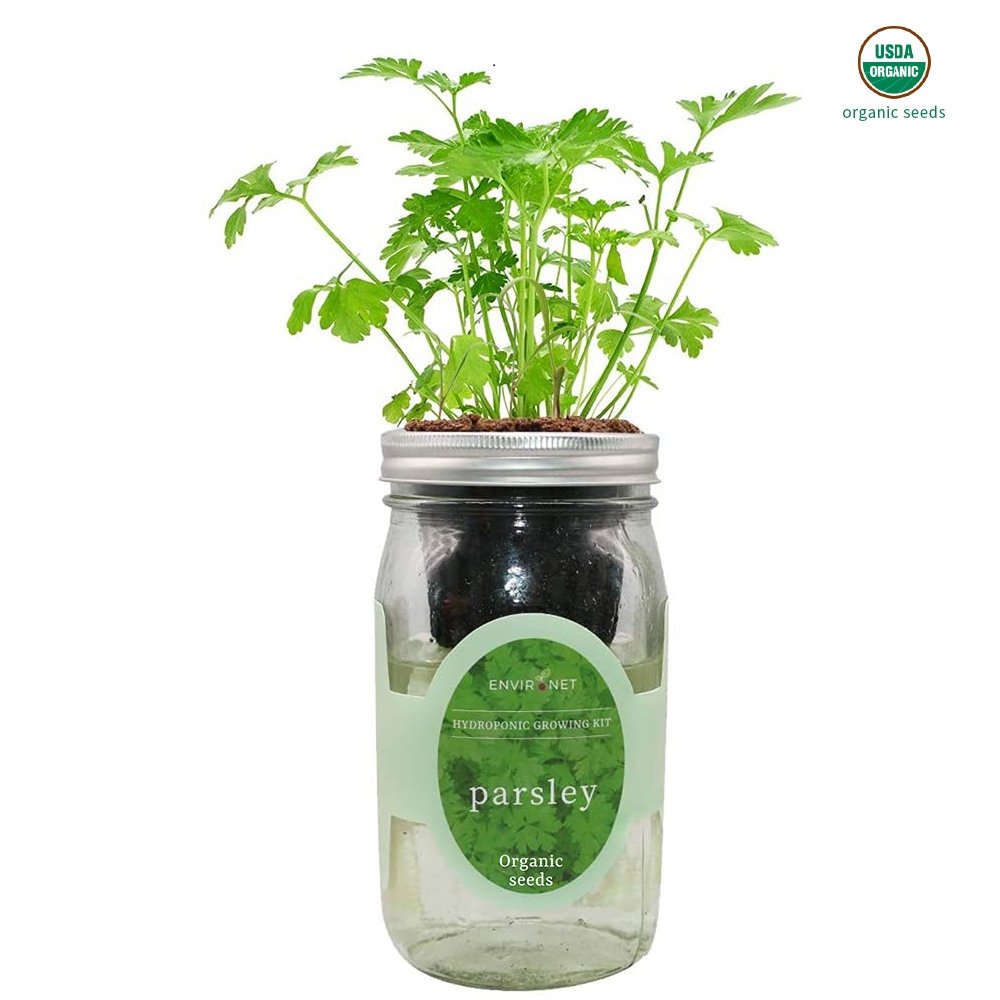 Parsley Mason Jar Hydroponic Herb Kit with Organic Seeds