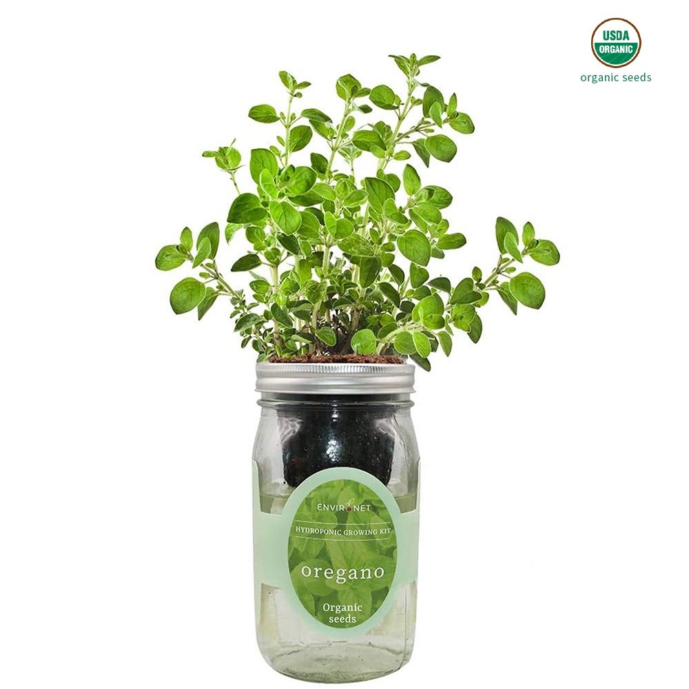 Oregano Mason Jar Hydroponic Herb Kit with Organic Seeds