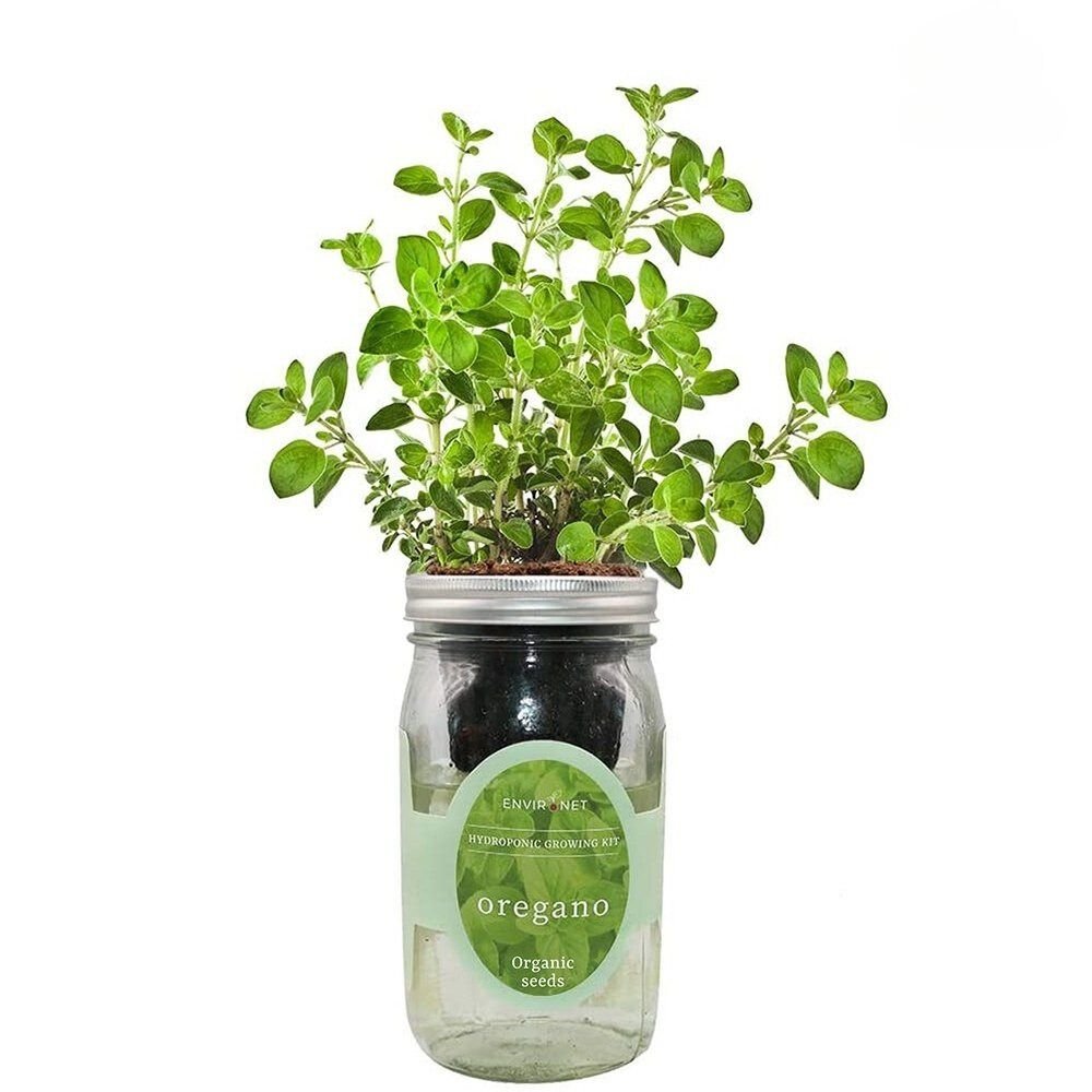 Oregano Mason Jar Hydroponic Herb Kit with Organic Seeds