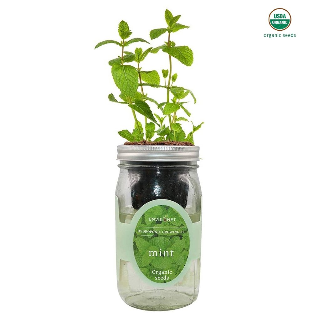 Mint Mason Jar Hydroponic Herb Kit with Organic Seeds
