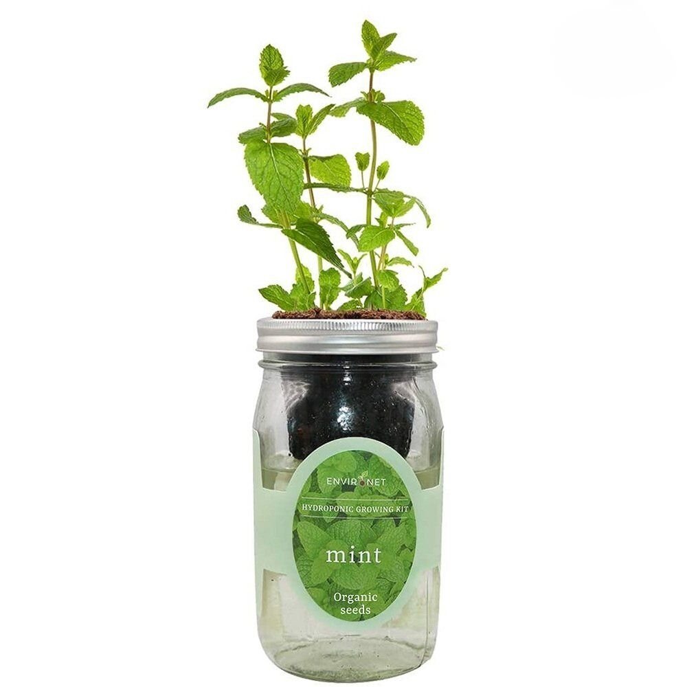 Mint Mason Jar Hydroponic Herb Kit with Organic Seeds