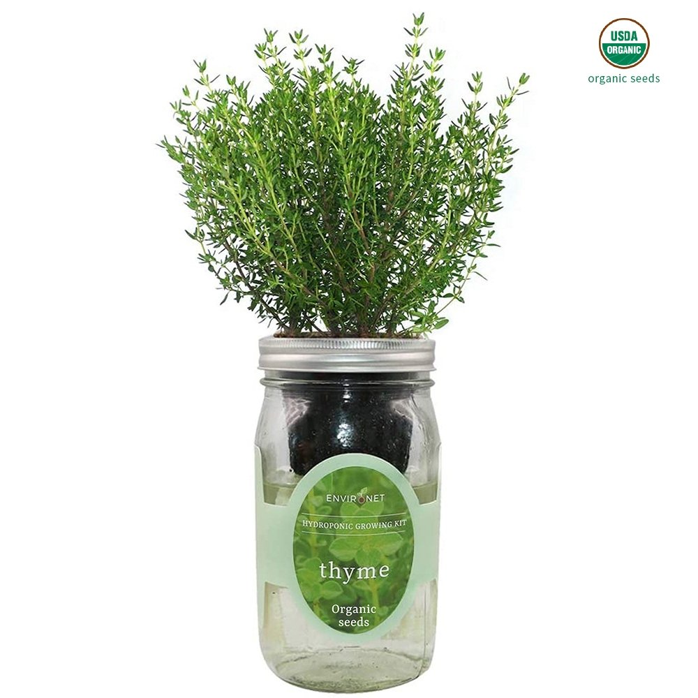 Thyme Mason Jar Hydroponic Herb Kit with Organic Seeds