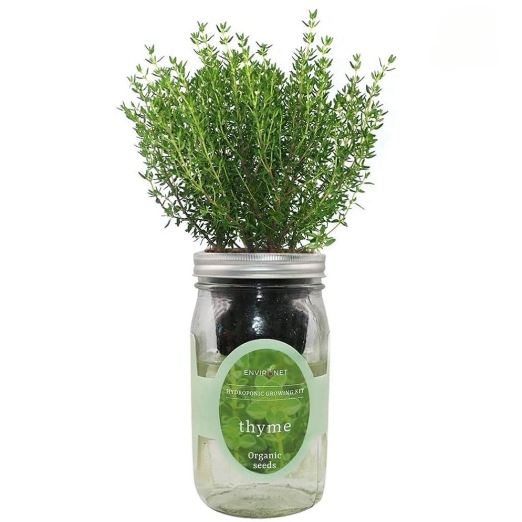 Thyme Mason Jar Hydroponic Herb Kit with Organic Seeds