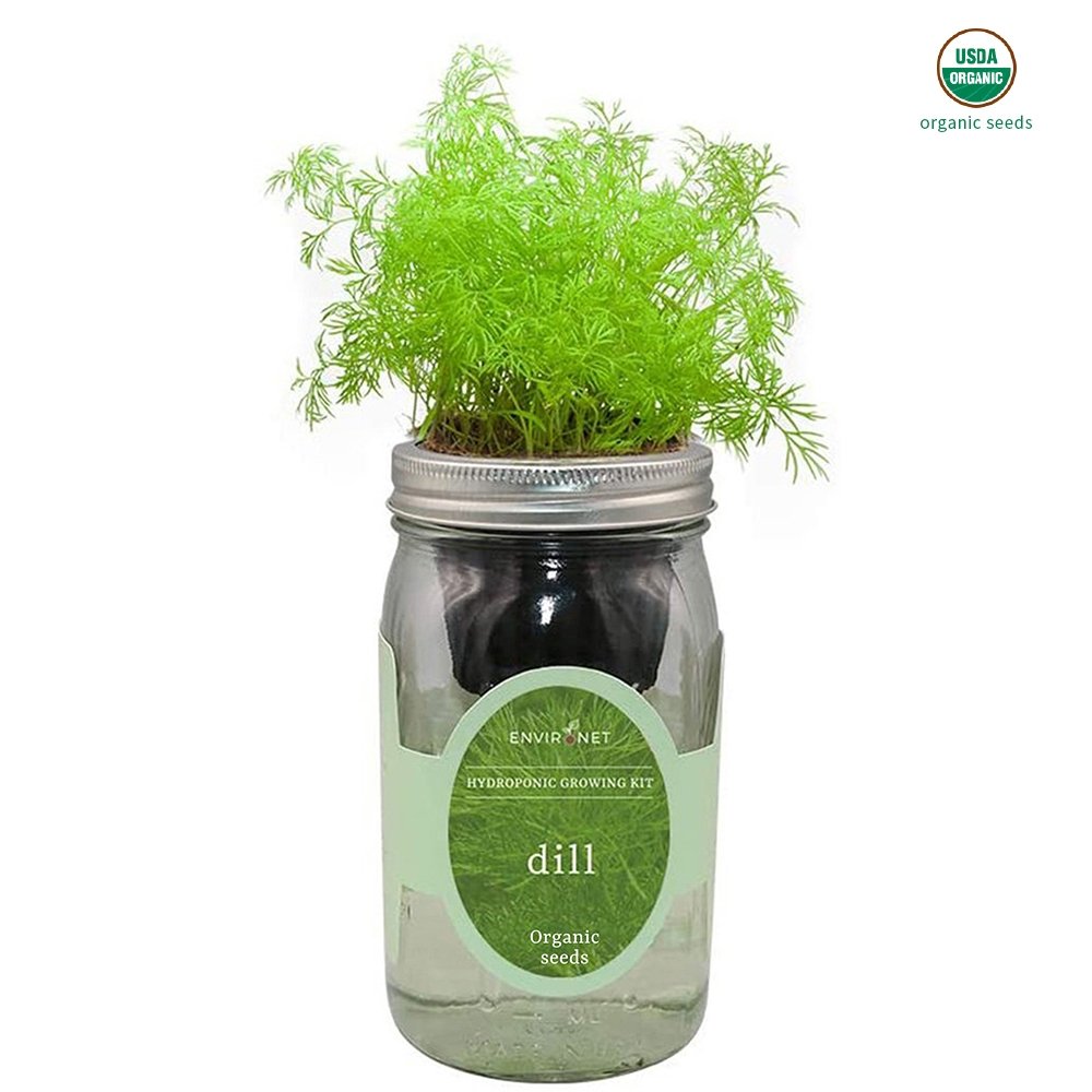 Dill Mason Jar Hydroponic Herb Kit with Organic Seeds