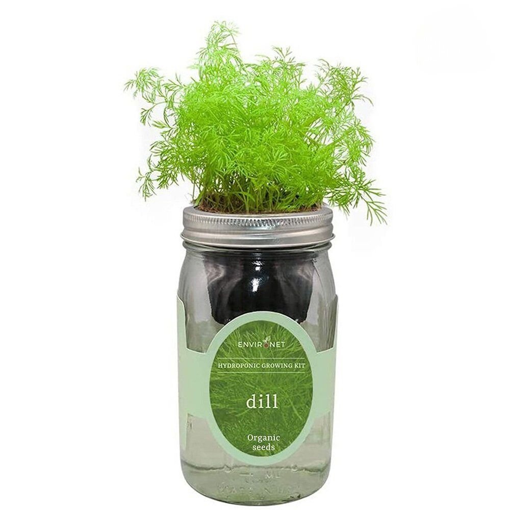 Dill Mason Jar Hydroponic Herb Kit with Organic Seeds