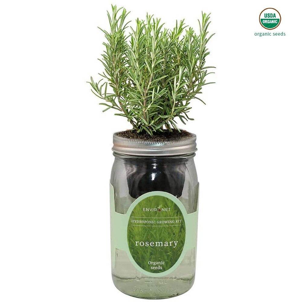 Rosemary Mason Jar Hydroponic Herb Kit with Organic Seeds