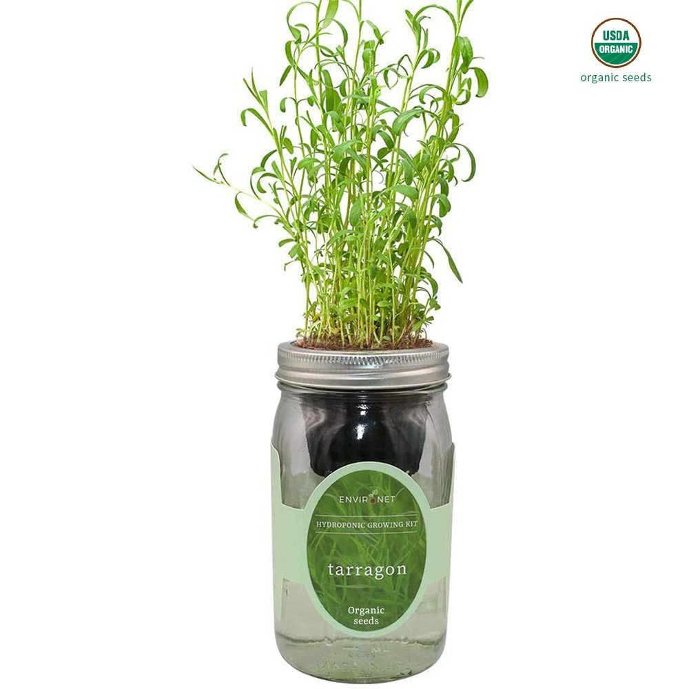 Tarragon Mason Jar Hydroponic Herb Kit with Organic Seeds