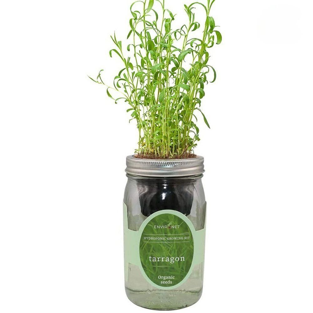 Tarragon Mason Jar Hydroponic Herb Kit with Organic Seeds