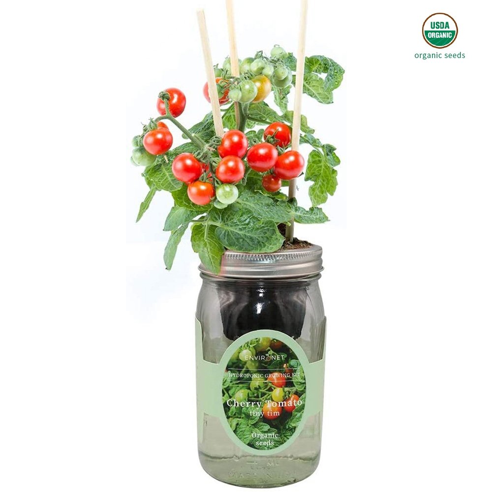 Tiny Tim Cherry Tomato Mason Jar Hydroponic Herb Kit with Organic Seeds