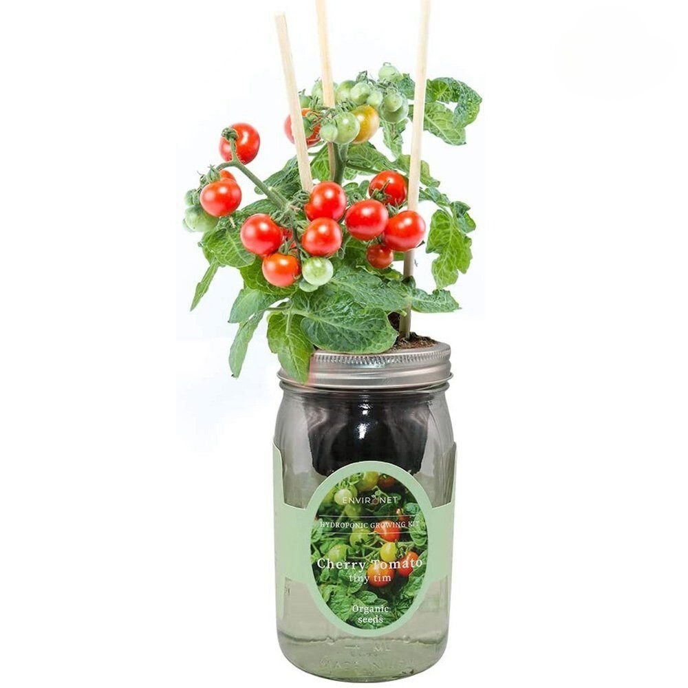 Tiny Tim Cherry Tomato Mason Jar Hydroponic Herb Kit with Organic Seeds