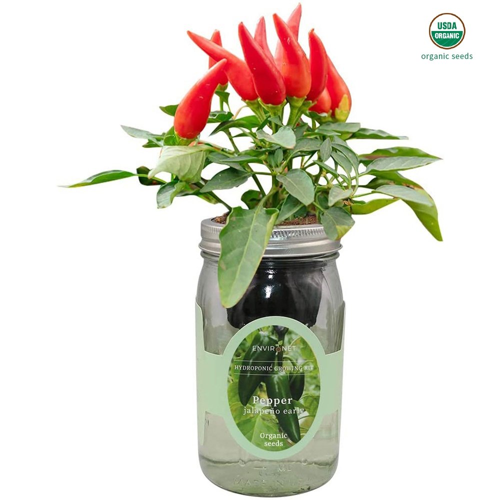 Pepper - Jalapeno Early Mason Jar Hydroponic Herb Kit with Organic Seeds