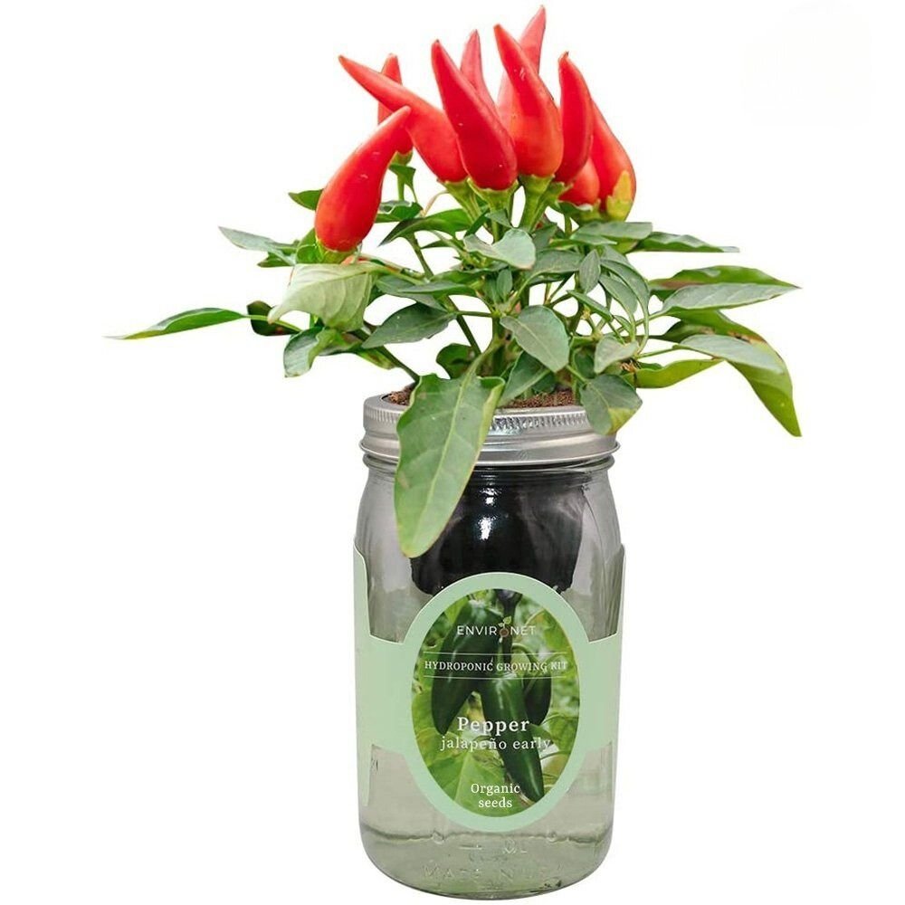 Pepper - Jalapeño Early Mason Jar Hydroponic Herb Kit with Organic Seeds