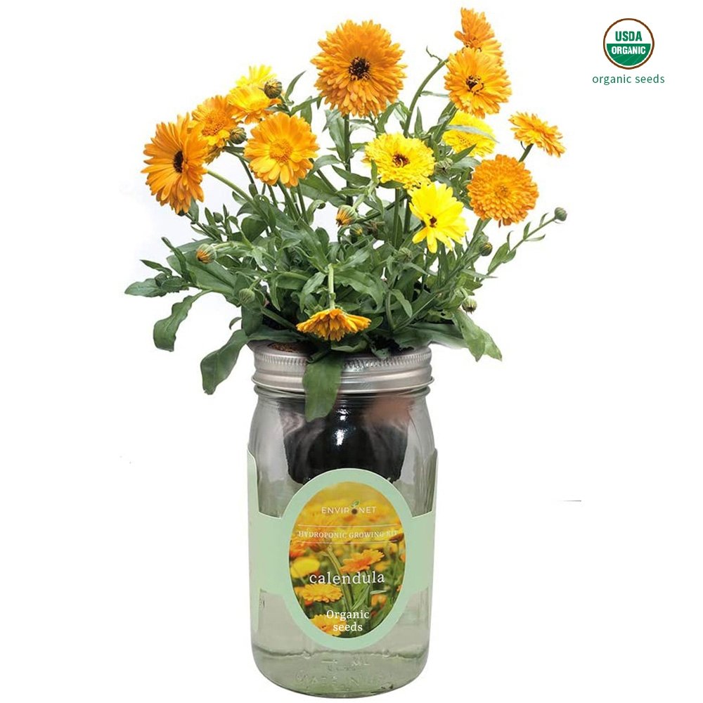Calendula Mason Jar Hydroponic Herb Kit with Organic Seeds