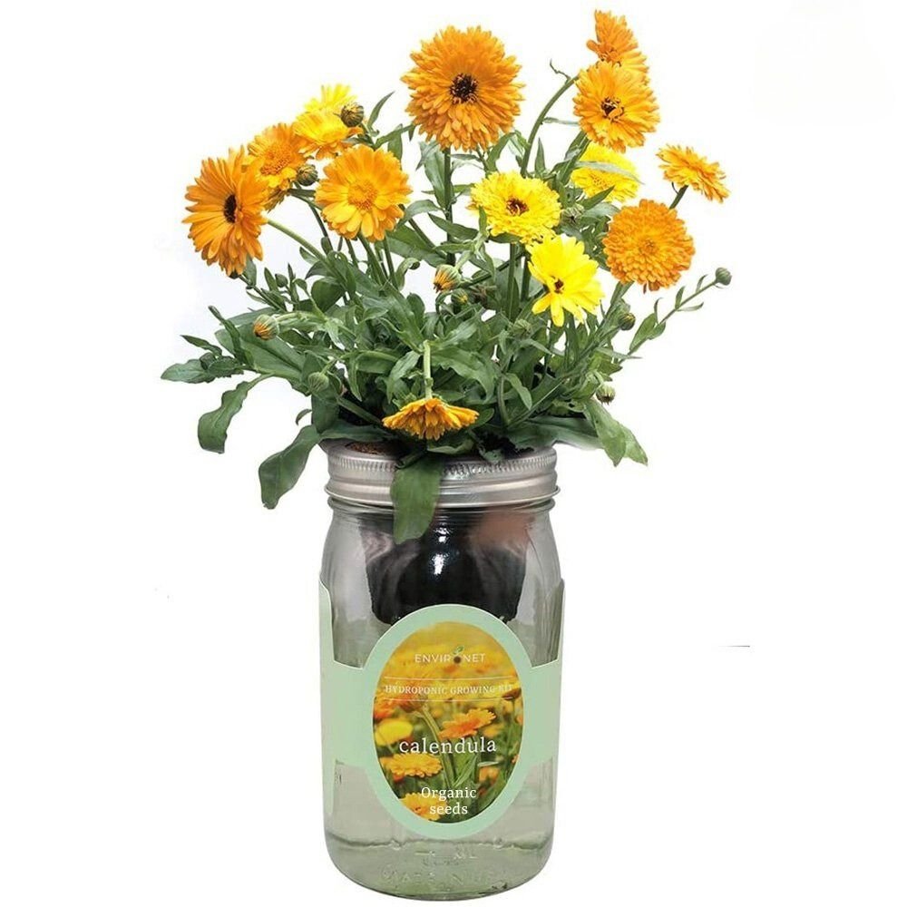 Calendula Mason Jar Hydroponic Herb Kit with Organic Seeds