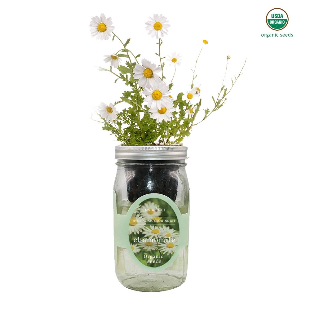 Chamomile Mason Jar Hydroponic Herb Kit with Organic Seeds