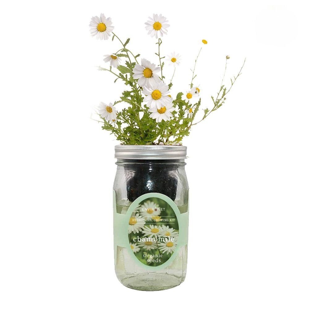 Chamomile Mason Jar Hydroponic Herb Kit with Organic Seeds