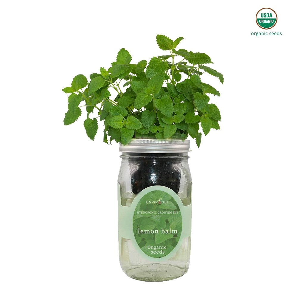 Lemon Balm Mason Jar Hydroponic Herb Kit with Organic Seeds