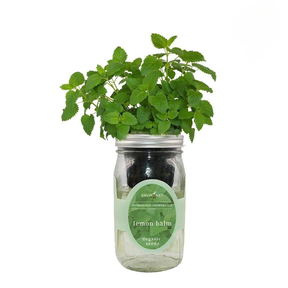 Lemon Balm Mason Jar Hydroponic Herb Kit with Organic Seeds