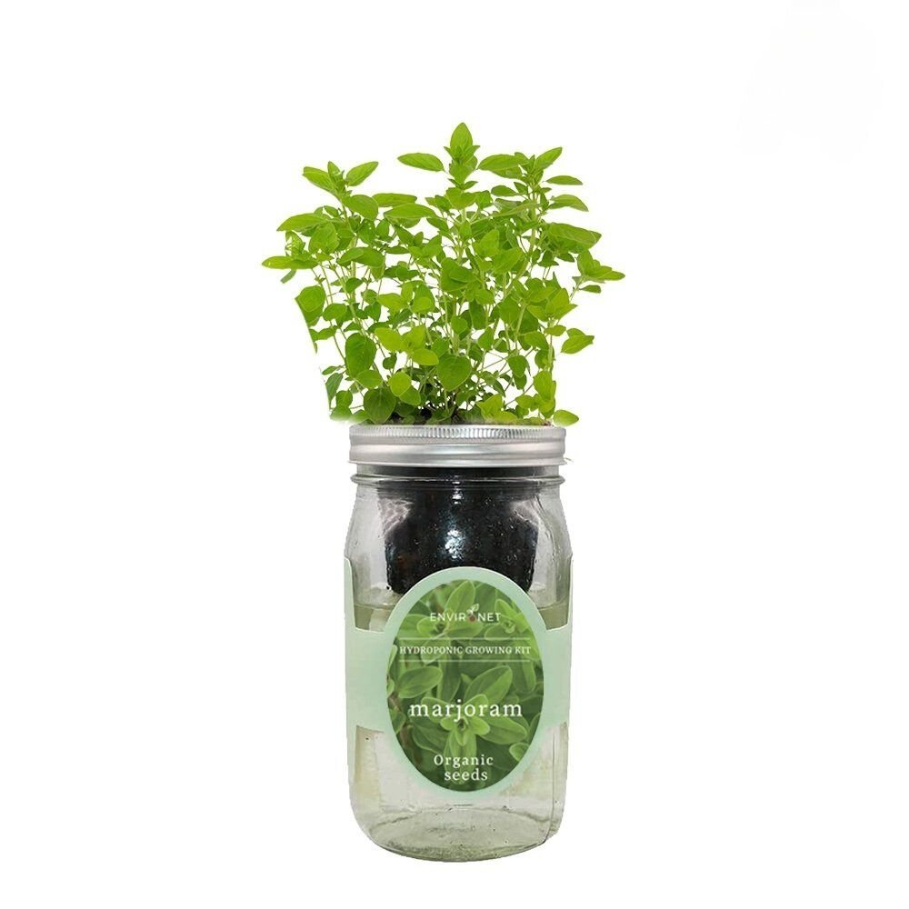 Marjoram Mason Jar Hydroponic Herb Kit with Organic Seeds