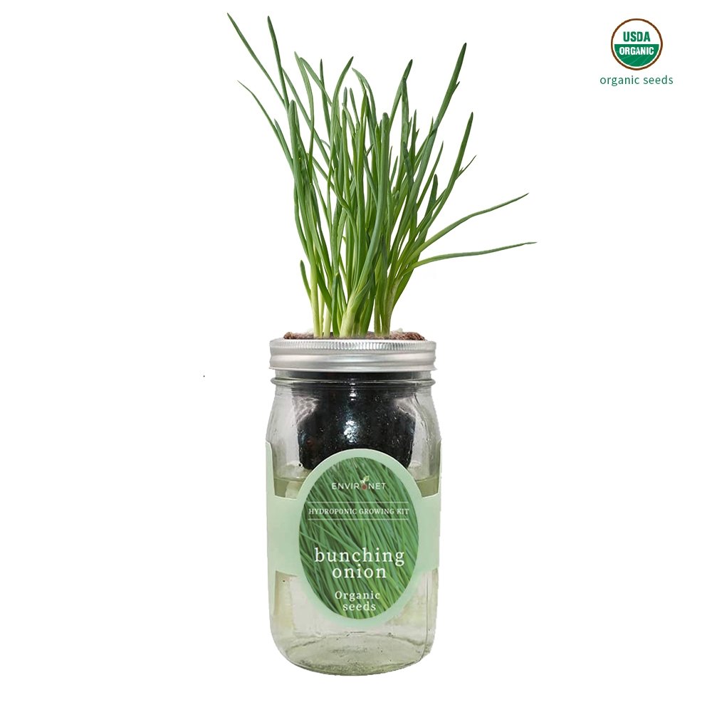 Bunching Onion Mason Jar Hydroponic Herb Kit with Organic Seeds
