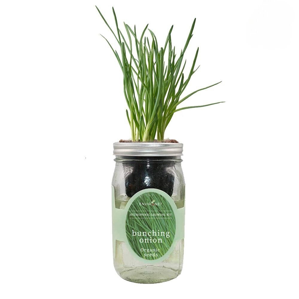 Bunching Onion Mason Jar Hydroponic Herb Kit with Organic Seeds