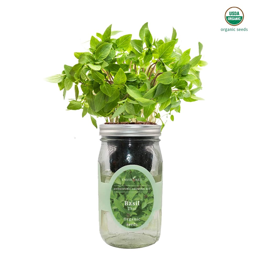 Basil Thai Mason Jar Hydroponic Herb Kit with Organic Seeds