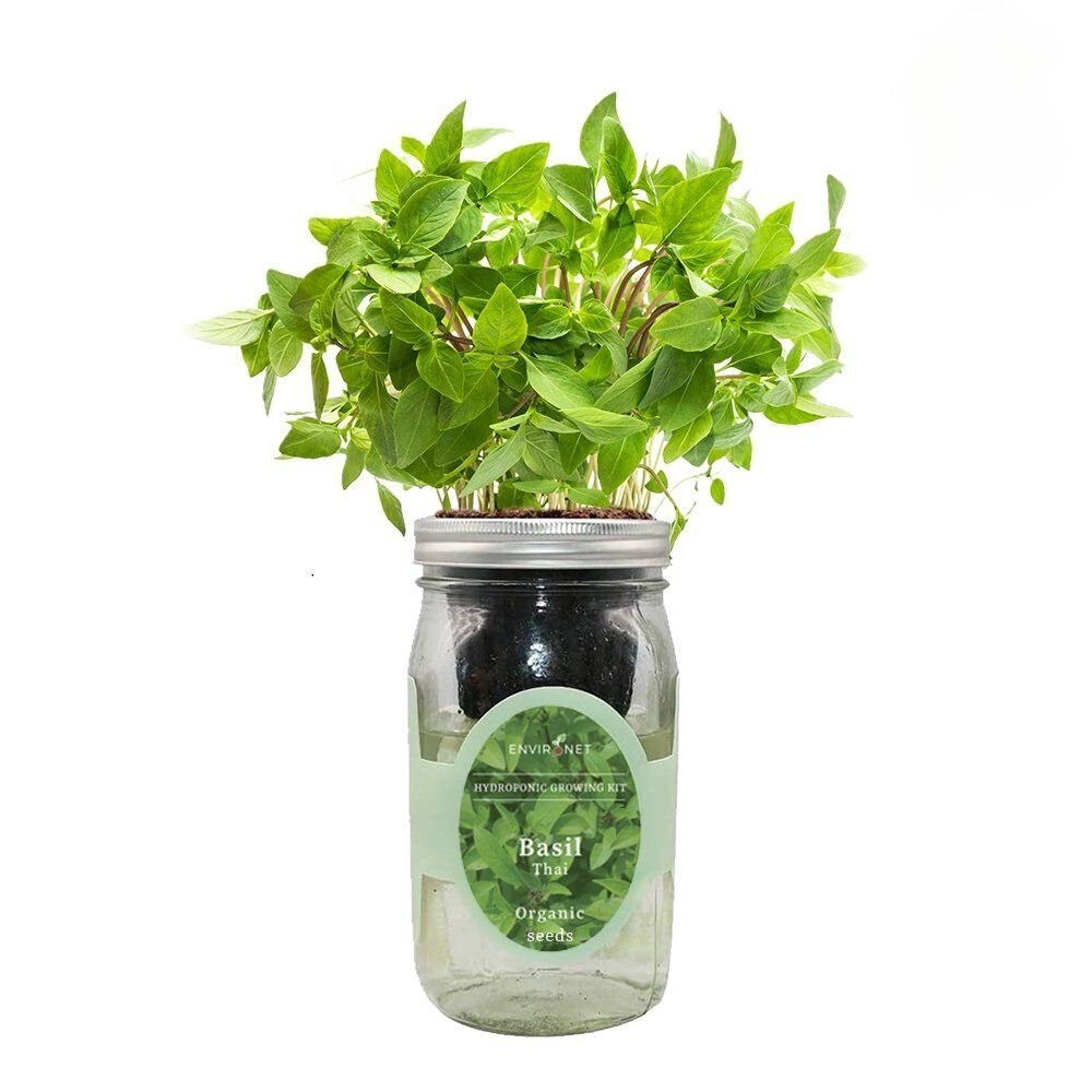 Basil Thai Mason Jar Hydroponic Herb Kit with Organic Seeds