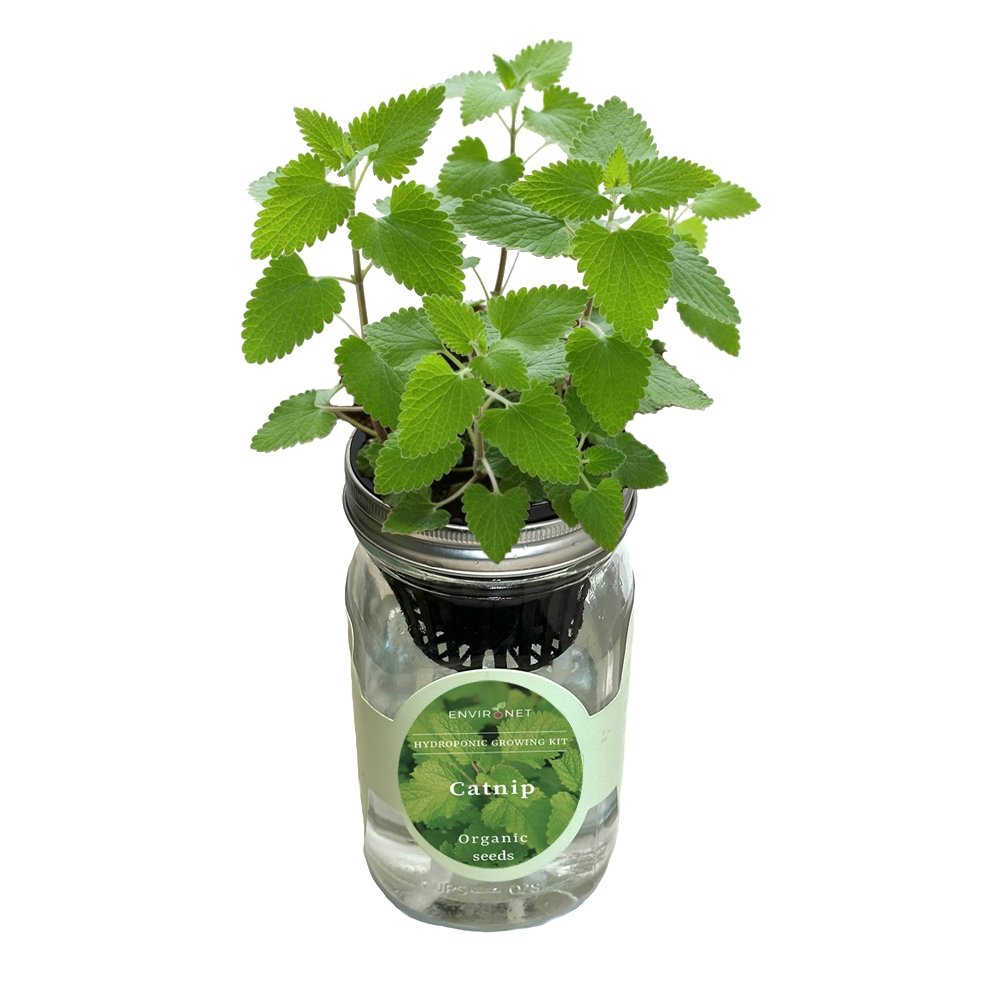 Catnip Hydroponic Herb Growing Kit