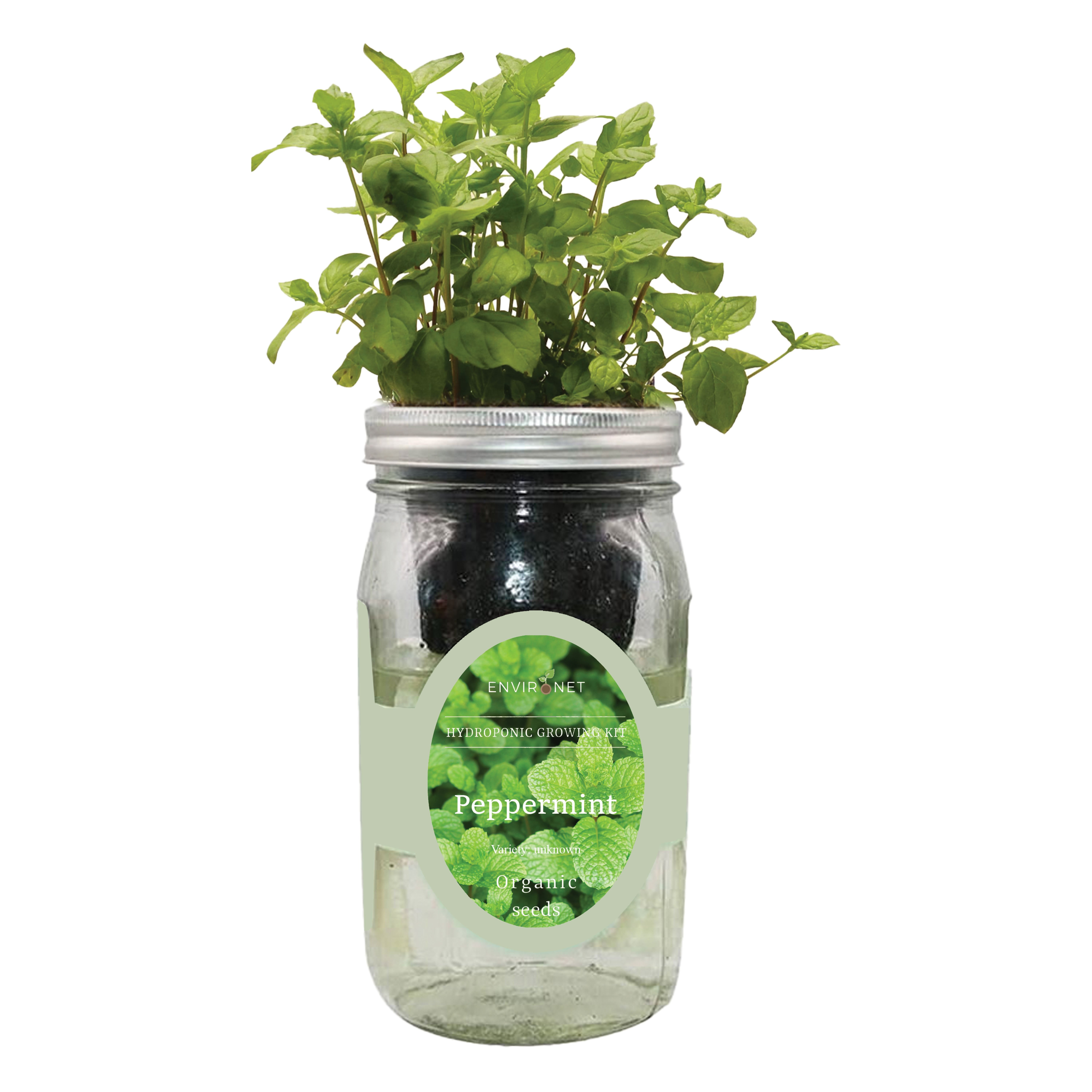 Peppermint Mason Jar Hydroponic Herb Kit with Organic Seeds