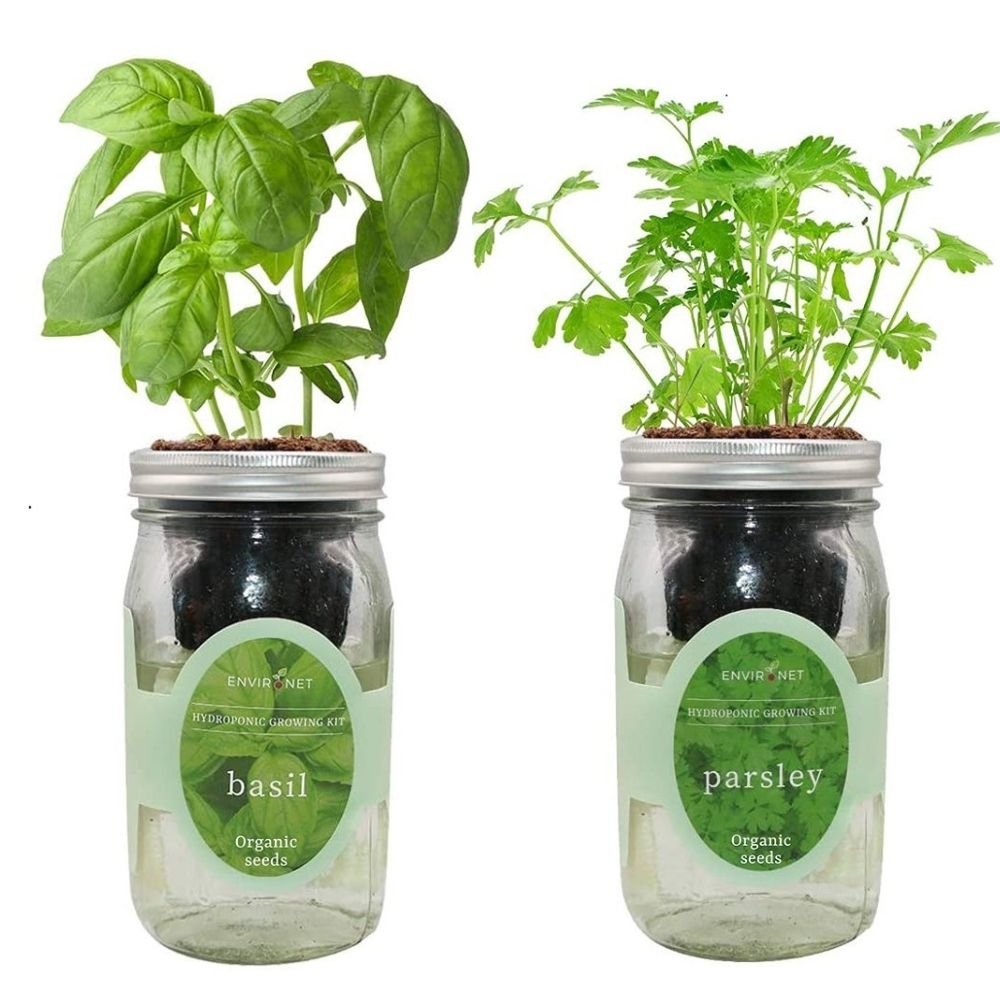 Organic Mason Jar Hydroponic Herb Kit (Basil, Parsley)