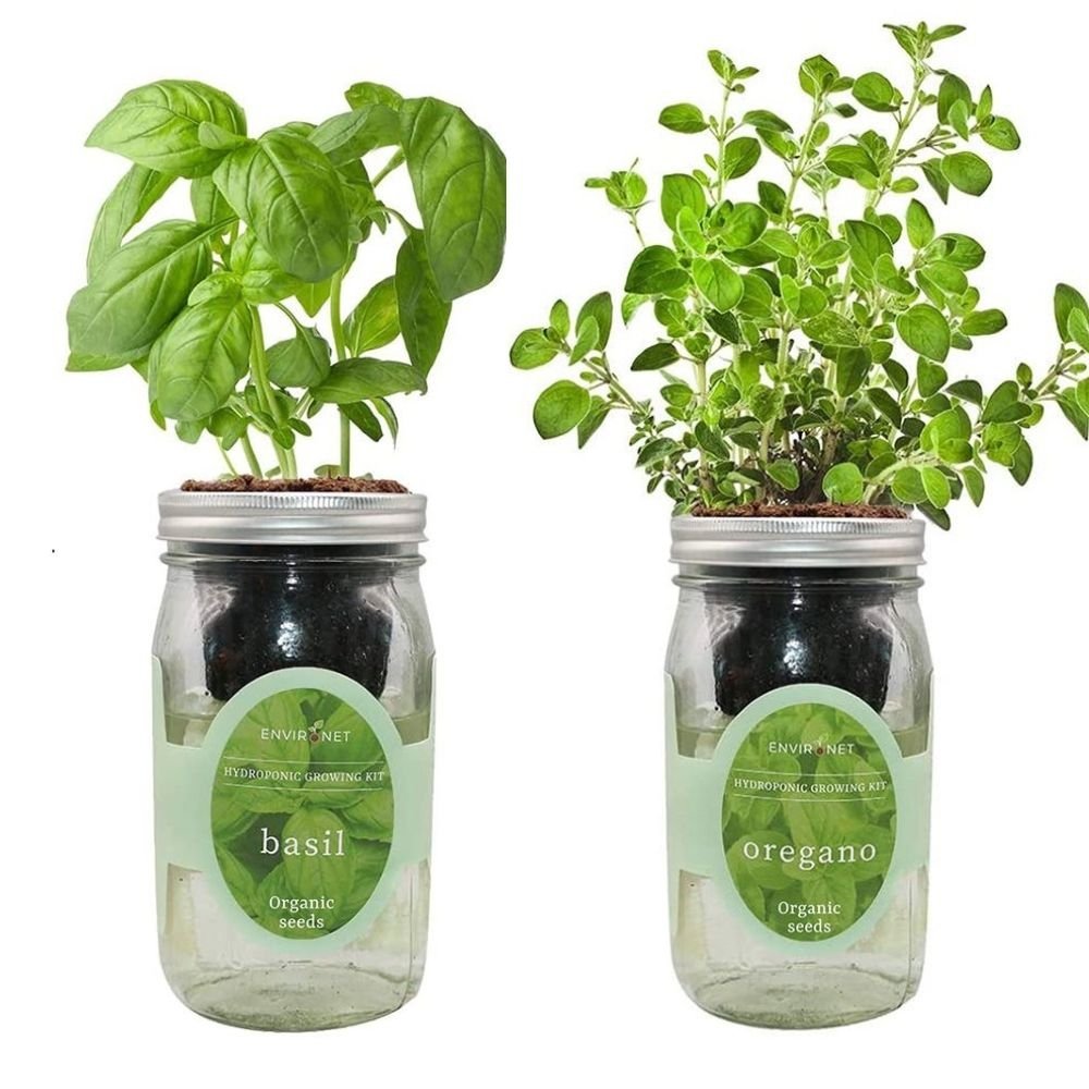 Organic Mason Jar Hydroponic Herb Kit (Basil and Oregano)