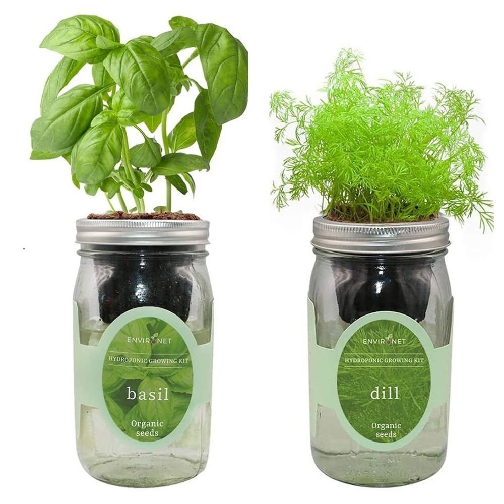 Organic Mason Jar Hydroponic Herb Kit (Basil,Dill)