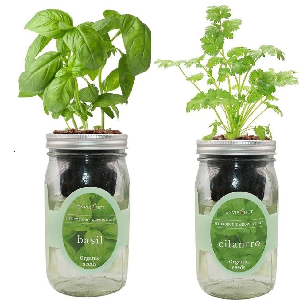 Organic Mason Jar Hydroponic Herb Kit (Basil and Cilantro)
