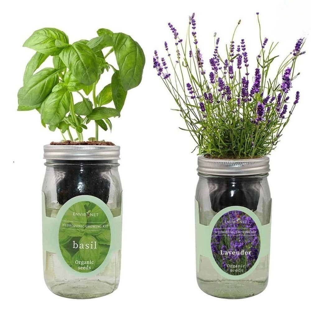 Organic Mason Jar Hydroponic Herb Kit (Basil and Lavender)