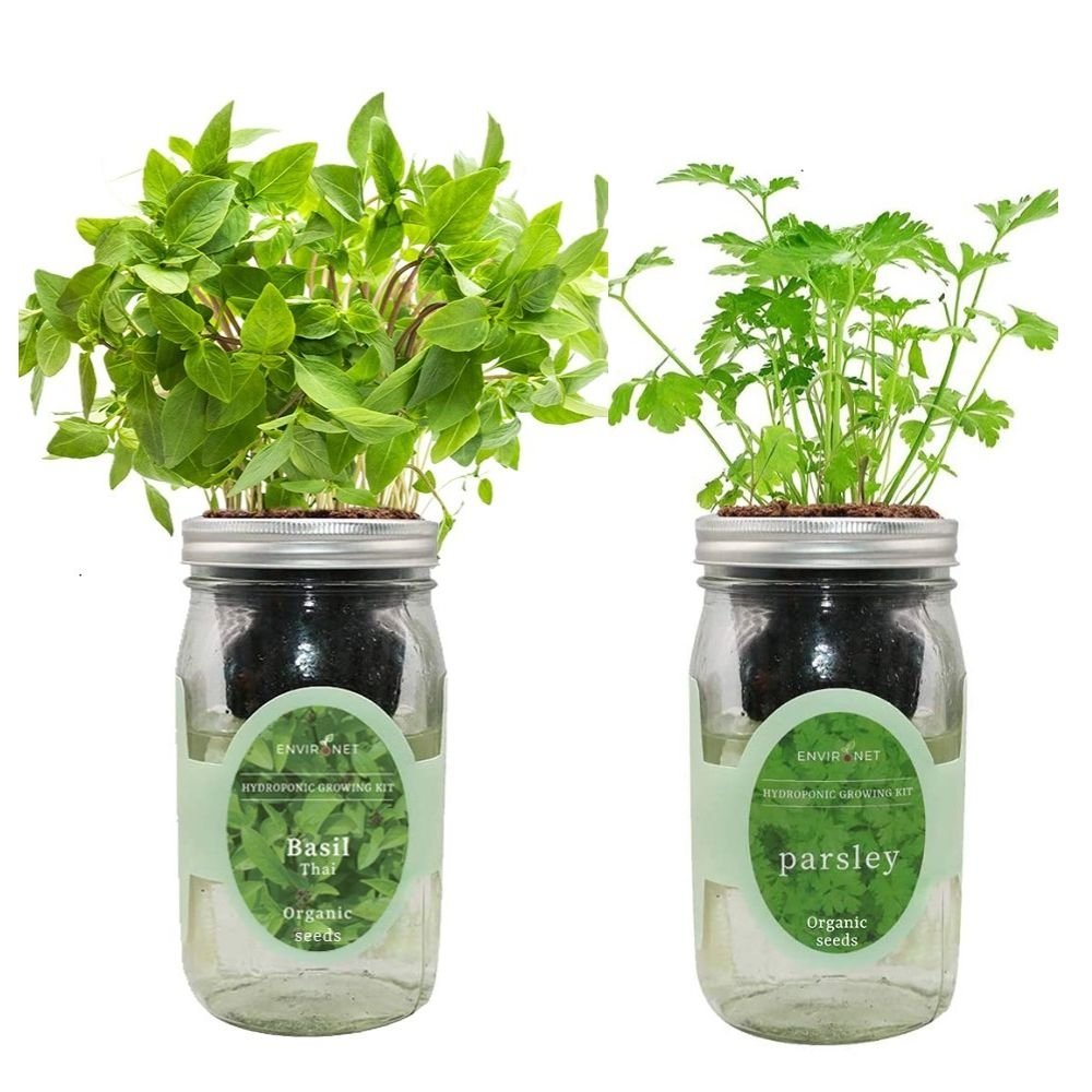 Organic Mason Jar Hydroponic Herb Kit (Thai Basil,Parsley)