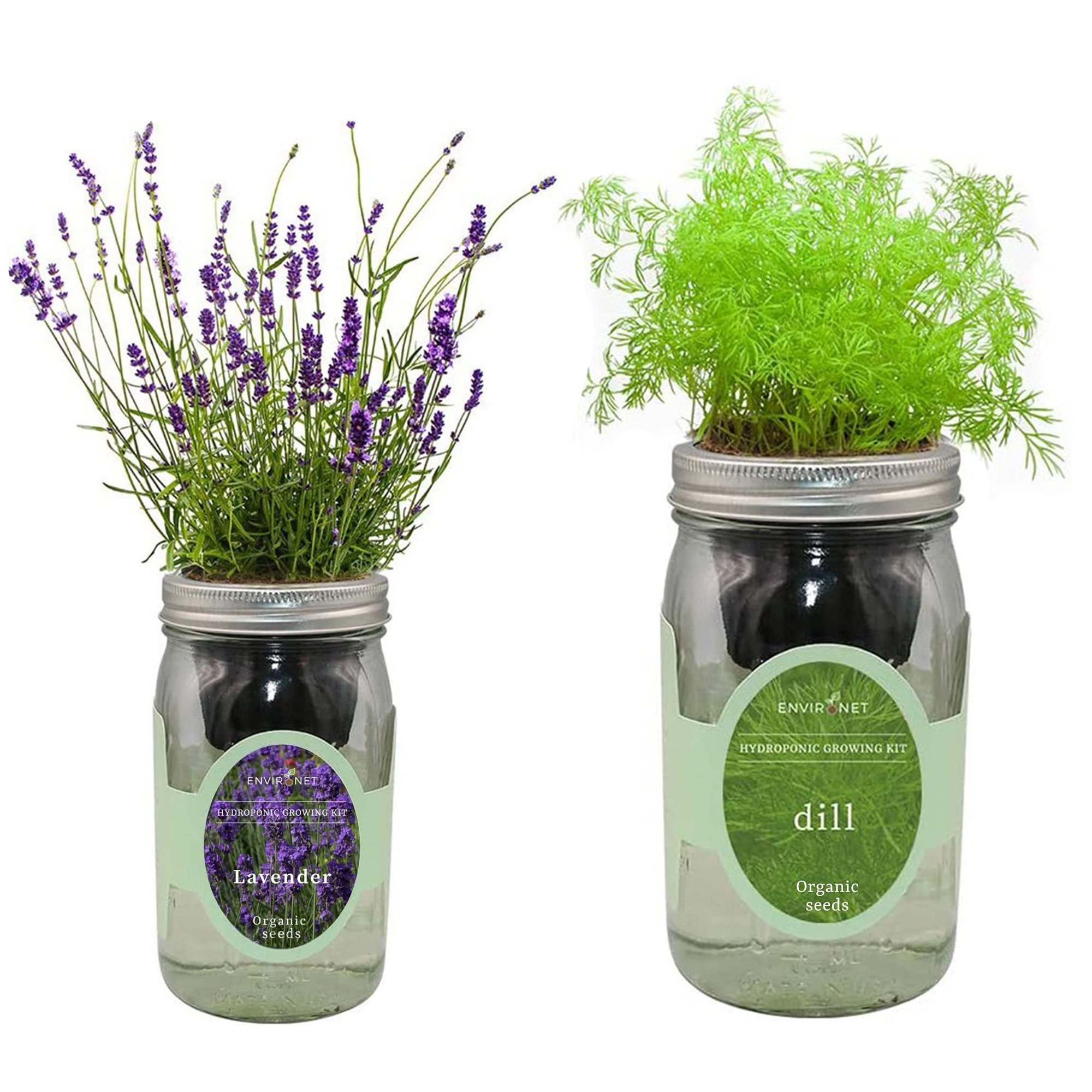 Organic Mason Jar Hydroponic Herb Kit (Dill and Lavender)