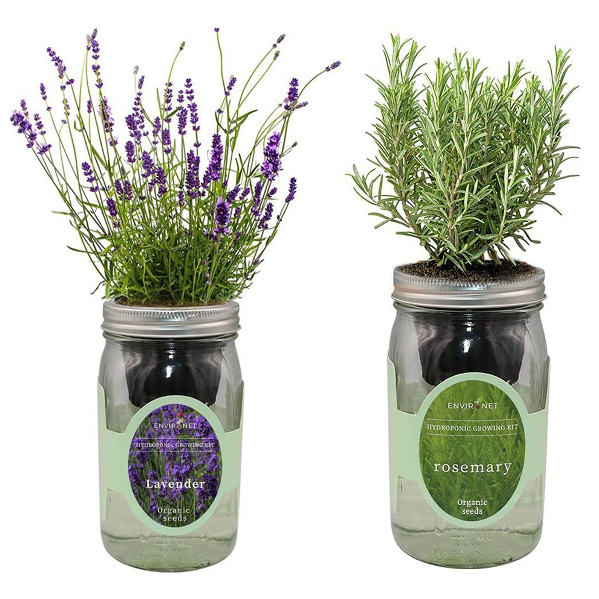 Organic Mason Jar Hydroponic Herb Kit (Lavender and Rosemary)